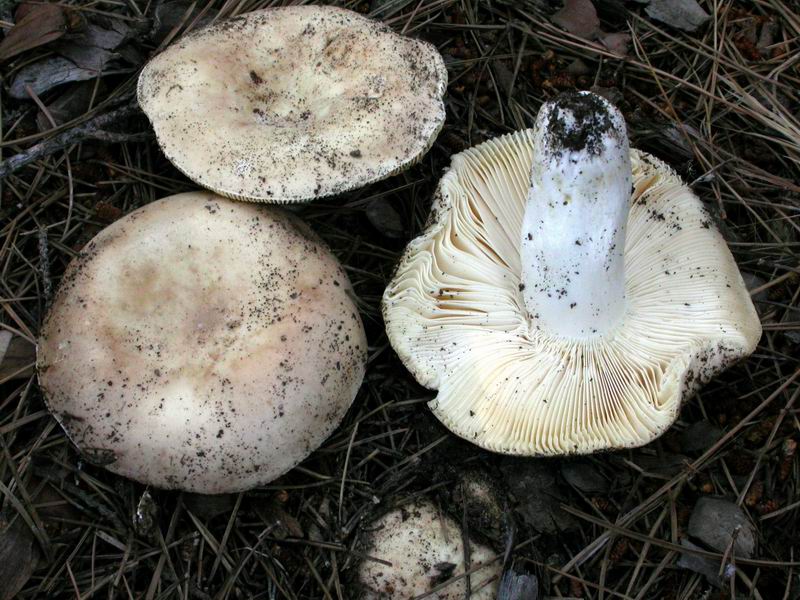 Russula ilicis